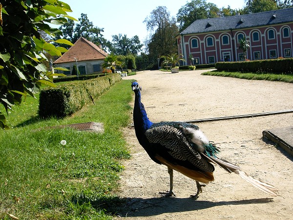 KOLOVÝLET - VELTRUSY,NELAHOZEVES
